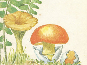 Aguarela-Seomara-2